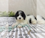Small #3 Bernedoodle (Miniature)