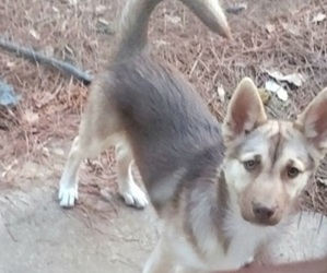 Siberian Husky Dog for Adoption in OCHLOCKNEE, Georgia USA