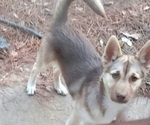 Small Photo #1 Siberian Husky Puppy For Sale in OCHLOCKNEE, GA, USA