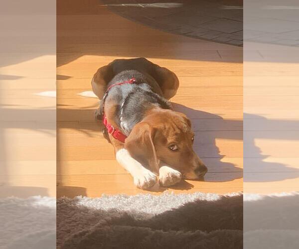 Medium Photo #3 Beagle Puppy For Sale in Andover, MN, USA