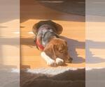 Small #2 Beagle