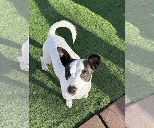 Bandit - Male Jack Russell Terrier Dog for Adoption