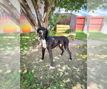 Small #1 Great Dane