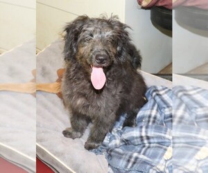 Aussiedoodle Miniature  Puppy for sale in MARION CENTER, PA, USA