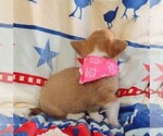 Small #2 Pembroke Welsh Corgi