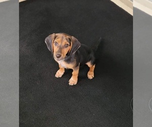 Beagle Puppy for sale in POINCIANA, FL, USA