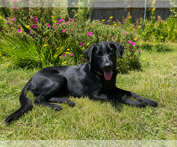 Medium Photo #4 Labrador Retriever-Unknown Mix Puppy For Sale in Clovis, CA, USA