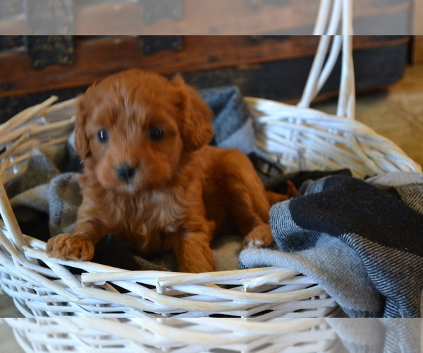 Medium Photo #2 Cavapoo (Miniature) Puppy For Sale in GREENWOOD, WI, USA