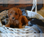 Small #1 Cavapoo (Miniature)