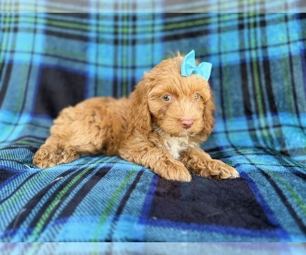 Medium Photo #9 Cock-A-Poo Puppy For Sale in LAKELAND, FL, USA