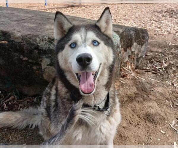 Medium Photo #2 Siberian Husky Puppy For Sale in Martinez, CA, USA
