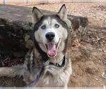 Small #1 Siberian Husky