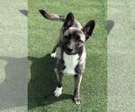 Small #4 Huskies  Mix