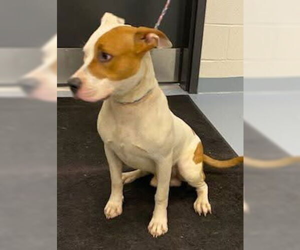 Medium Photo #3 American Pit Bull Terrier-American Staffordshire Terrier Mix Puppy For Sale in Ball Ground, GA, USA