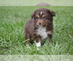 Small #4 Miniature Australian Shepherd