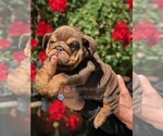 Small #1 English Bulldog