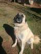 Small Photo #1 Anatolian Shepherd Puppy For Sale in LAURENS, SC, USA