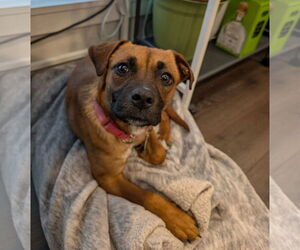 Mutt Dogs for adoption in Philadelphia, PA, USA