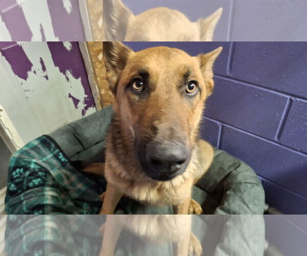 Medium Photo #32 German Shepherd Dog Puppy For Sale in Sebec, ME, USA