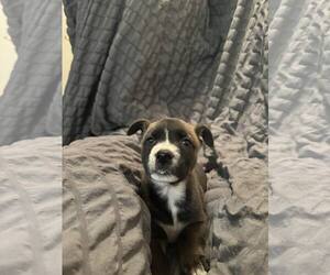 Mae - Female Labrador Retriever-Unknown Mix Dog for Adoption - Photo #10
