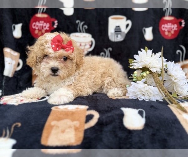 Medium Photo #1 Bichpoo Puppy For Sale in LAKELAND, FL, USA