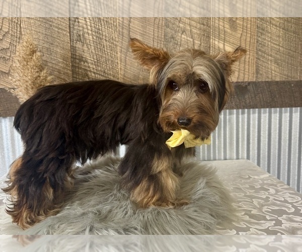 Medium Photo #5 Yorkshire Terrier Puppy For Sale in NAPPANEE, IN, USA