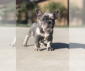 French Bulldog Puppy for Sale in BLOOMINGTON, California USA