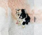 Puppy Puppy 5 Pomeranian