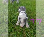 Small Photo #6 Great Dane Puppy For Sale in STOCKTON, MO, USA