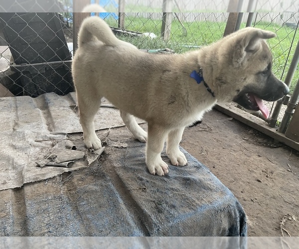 Medium Photo #2 Akita Puppy For Sale in FLORISSANT, MO, USA