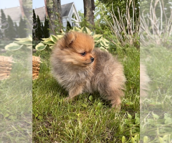 Medium Photo #9 Pomeranian Puppy For Sale in AUGUSTA, ME, USA