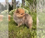 Small #7 Pomeranian