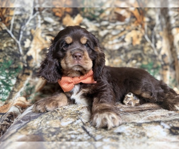 Medium Photo #1 Cocker Spaniel Puppy For Sale in LAKELAND, FL, USA