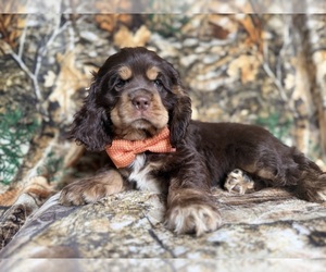 Cocker Spaniel Puppy for sale in LAKELAND, FL, USA