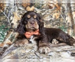 Small Cocker Spaniel