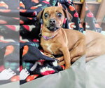 Small #1 Chihuahua Mix