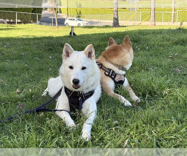 Medium Photo #2 Mutt Puppy For Sale in Agoura Hills, CA, USA