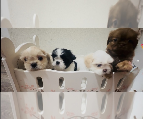 Medium Photo #4 Shih Tzu Puppy For Sale in CALIMESA, CA, USA