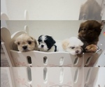 Small #3 Shih Tzu