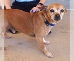 Small #1 Chihuahua
