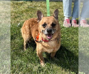 Mutt Dogs for adoption in Mundelein, IL, USA