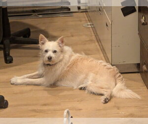 Mutt Dogs for adoption in Aurora, CO, USA
