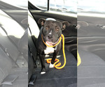 Small #8 American Staffordshire Terrier Mix