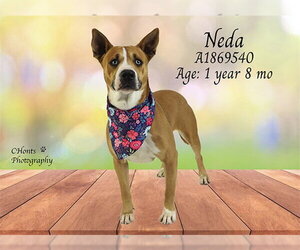 Mutt Dogs for adoption in Riverside, CA, USA