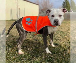 Mutt Dogs for adoption in Ogden, UT, USA