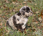 Small #1 Miniature Australian Shepherd-Poodle (Standard) Mix