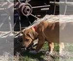 Small Photo #47 Rhodesian Ridgeback Puppy For Sale in MORONGO VALLEY, CA, USA