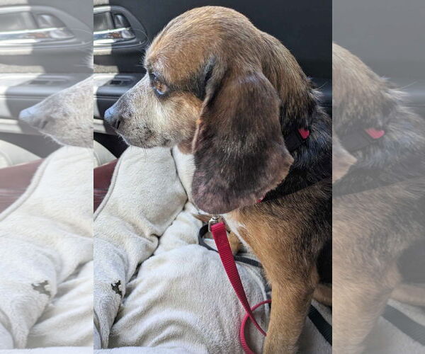 Medium Photo #9 Beagle Puppy For Sale in Dunnellon, FL, USA