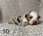 Small Photo #5 Australian Shepherd Puppy For Sale in TONASKET, WA, USA