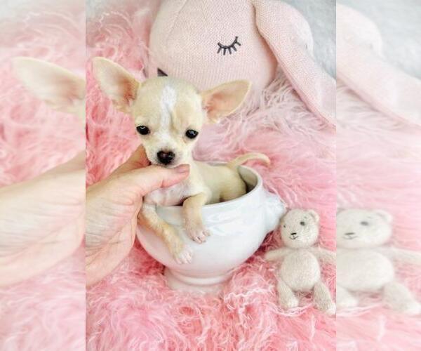 Medium Photo #8 Chihuahua Puppy For Sale in TAMPA, FL, USA